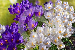 Crocus spring flowers. Blooming garden. White and violet blossom meadow