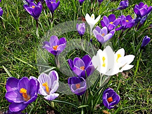 Crocus spring flowers in the grass.