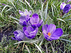 Crocus spring flowers in the grass.