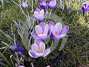 Crocus spring flowers in the grass.