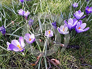 Crocus spring flowers in the grass.