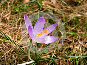 Crocus Spring Flowers in the Grass