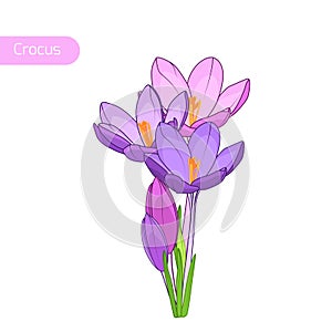 Crocus spring flowers inflorescence isolated