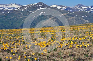 Crocus spring flowers and mountain photography