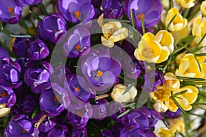 Crocus - spring flowers