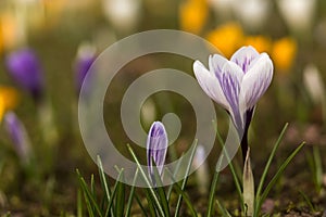 Crocus spring flowers