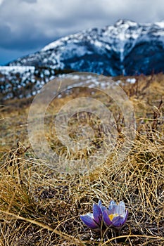 Crocus in spring on a grassy hill in the Alberta foothills