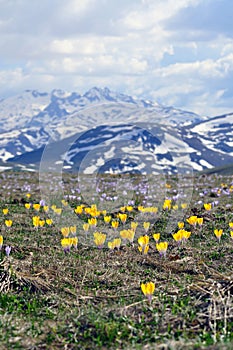 Crocus spring and Shar mountain photography, May 2022