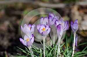 Crocus in Spring