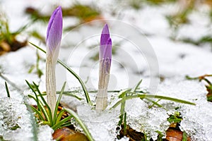 Crocus sprouts in snow details of nature in late winter