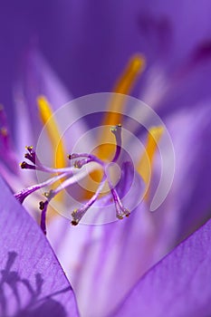 Crocus stamen