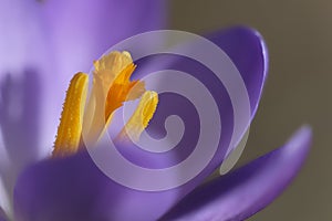 Crocus - stamens - super macro shot