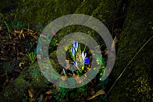 Crocus at sunset in the forest in spring