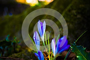 Crocus at sunset in the forest in spring