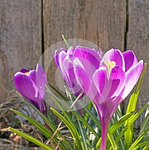 Crocus in Spring