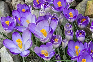 Crocus tommasiianus `Pictus`