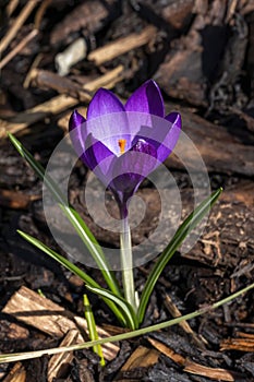 Crocus tommasiianus `Ruby Giant`