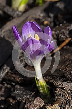 Crocus tommasiianus `Whitewell Purple` photo