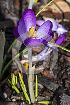 Crocus tommasiianus `Whitewell Purple` photo