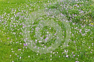 Crocus tommasinianus