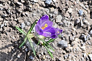 Crocus tommasinianus Herb Woodland crocus, Early crocus, Tommasinis crocus.