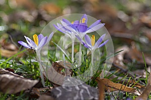 Crocus tommasinianus pale violet and bright orange flowering plant, early woodland flowers in bloom