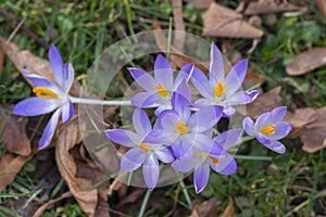 Crocus tommasinianus pale violet and bright orange flowering plant, early woodland flowers in bloom