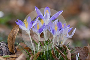 Crocus tommasinianus pale violet and bright orange flowering plant, early woodland flowers in bloom