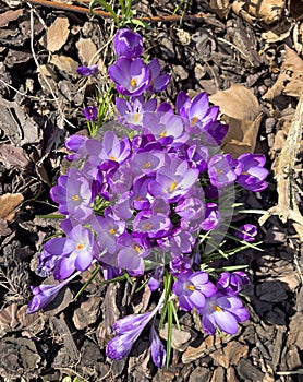 Crocus tommasinianus in spring