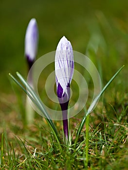 Crocus