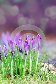 Crocus under the rain