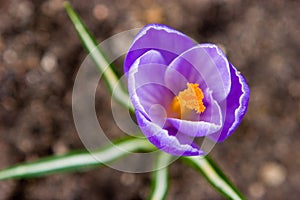 Crocus vernus