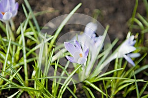 Crocus vernus photo