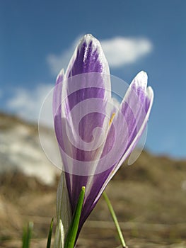 Crocus vernus