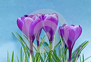 Crocus Vernus photo