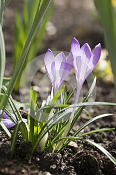 Crocus vernus in bloom, violet flowers