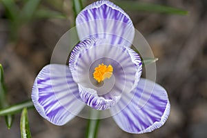 Crocus vernus in bloom, violet purple white striped ornamental springtime flower in the garden