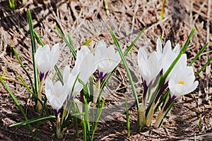 Crocus vernus
