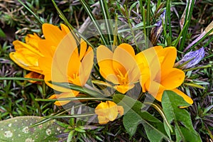 Crocus vernus, Crocus, Iris family on green spring meadow