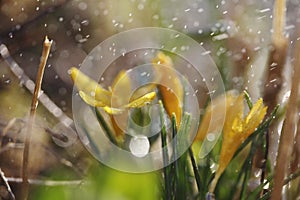 Crocus vernus flower closeup with raindrops