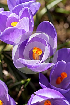 Crocus vernus flowers in garden