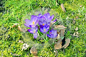 Crocus vernus 'Grand Matre' flowering