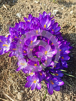 Crocus vernus, Iridaceae – Crocoideae. Early spring flowers.