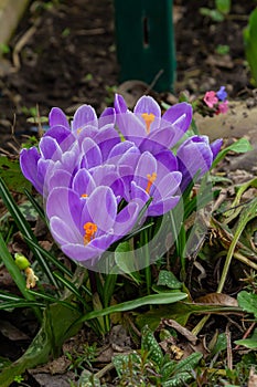 Crocus vernus, Crocus, Iris family on green spring meadow photo