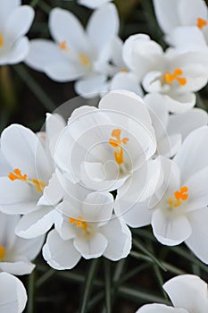 Crocus vernus Jeanne dArc, white flower with light purple veins