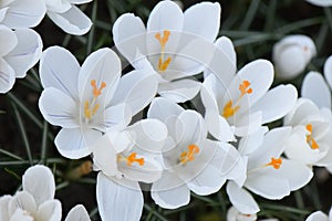 Crocus vernus Jeanne dArc, white flowers with light purple veins