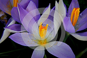 Crocus vernus in a meadow in spring