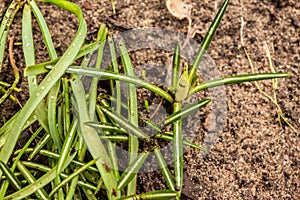 Crocus vernus `Pickwick