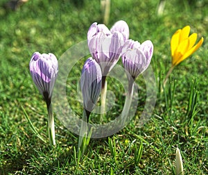 Crocus vernus PICKWICK