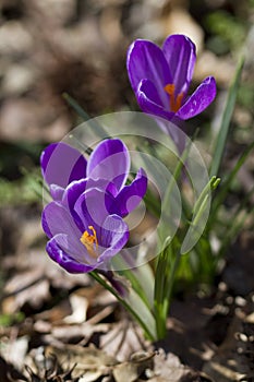 Crocus vernus Purpureus Grandiflorus Blossoms